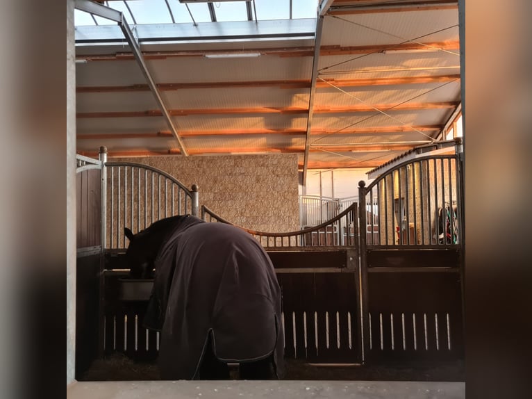 Turnierstall Boxen frei Turnierstall Boxen frei