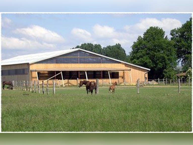 Westernreitanlage zwischen Hannover und Braunschweig hat ab Februar eine Box frei!