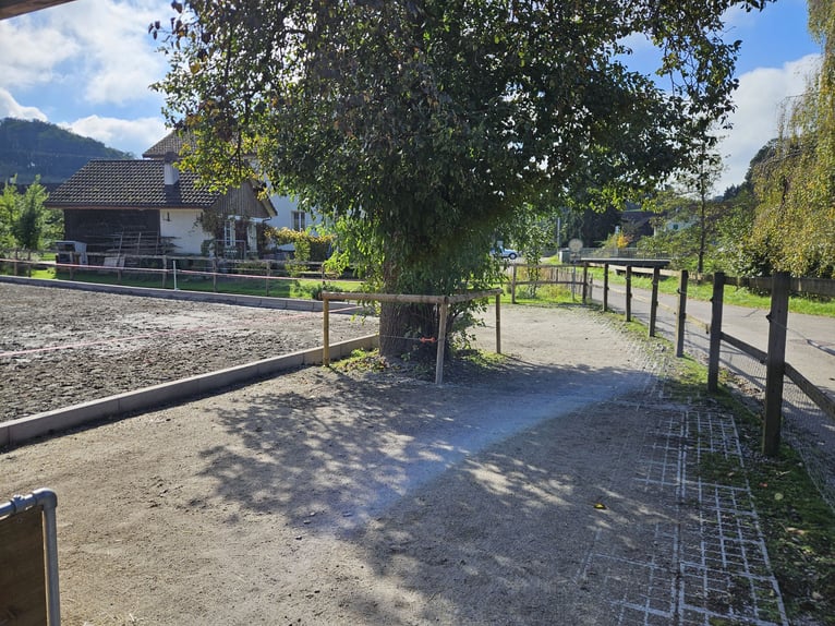 XXL Boxe in 9517 Mettlen