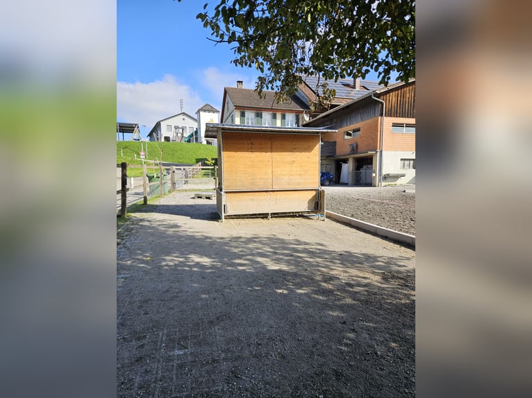 XXL Boxe in 9517 Mettlen