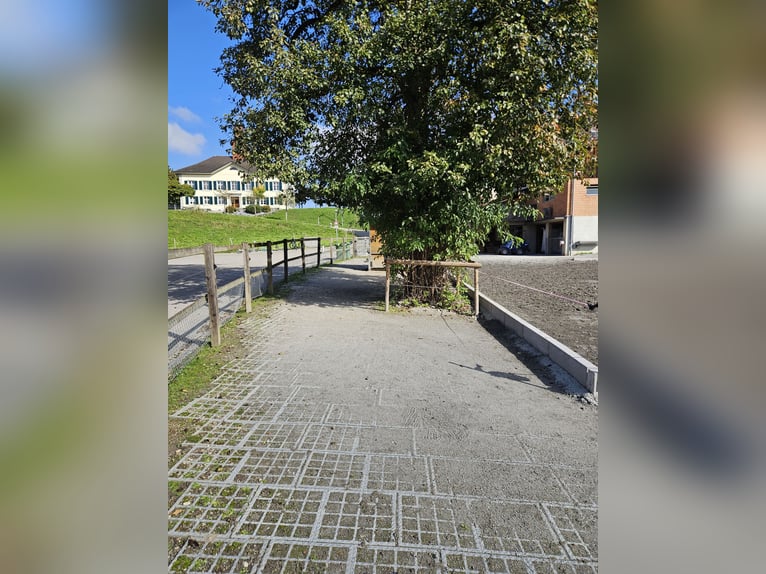 XXL Boxe in 9517 Mettlen