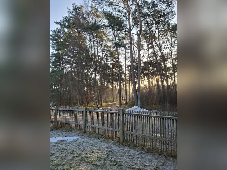 Box en liberté / Paddock dans un centre équestre bien entretenu