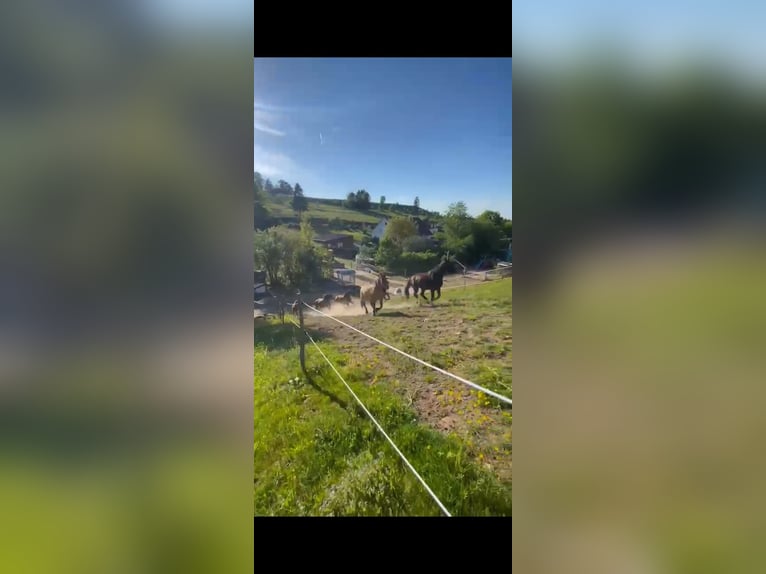 Boxe active, Paddock Trail