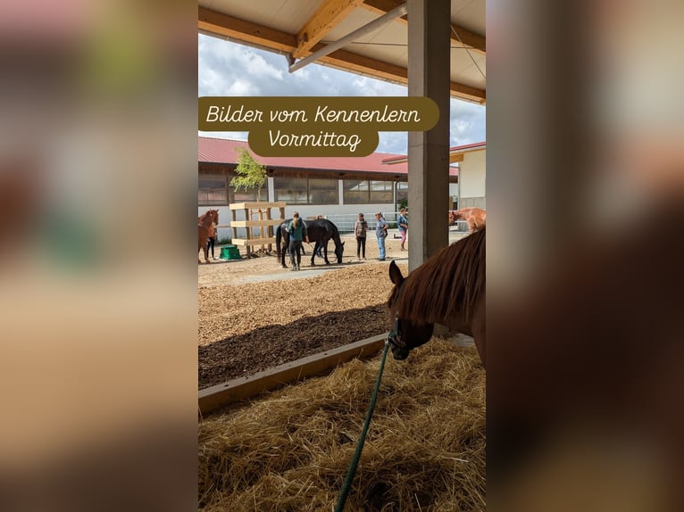 Écurie active avec 2 manèges couverts et boxes avec paddock