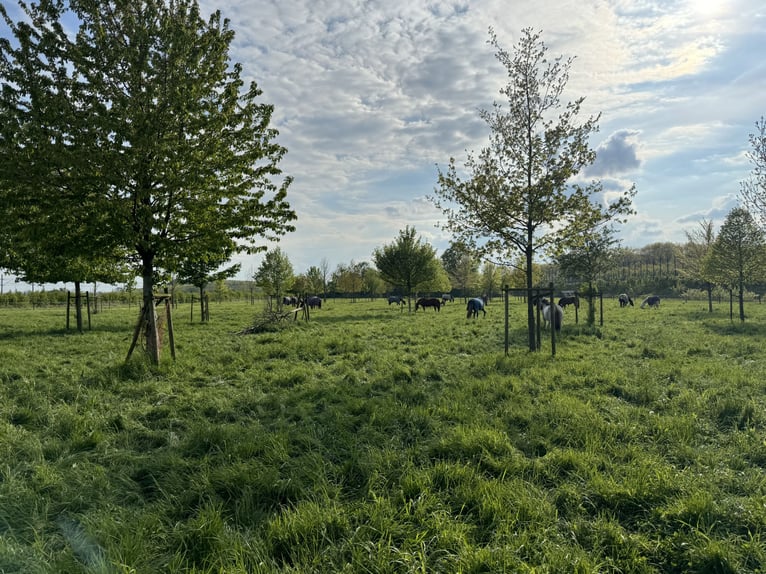 Écurie moderne avec 2 boxes actifs et 1 paddock pour 3 chevaux disponible !