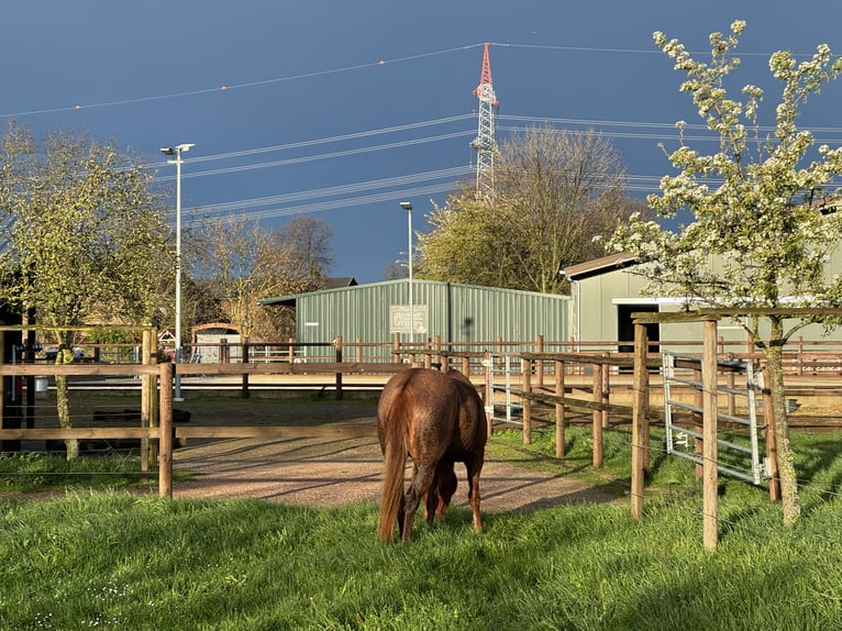 Écurie moderne avec 2 boxes actifs et 1 paddock pour 3 chevaux disponible !