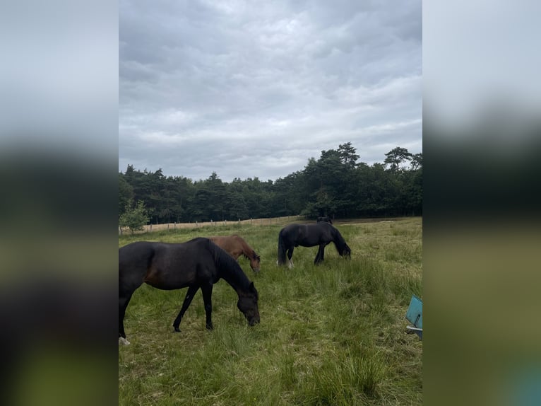 Espace disponible pour pension en box ou paddock trail
