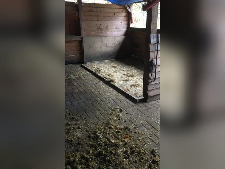 Gartengrundstück Mietgarten Pferde Offenstall Tierhaltung Anbau Gartengrundstück Mietgarten Pferde Offenstall Tierhaltung Anbau