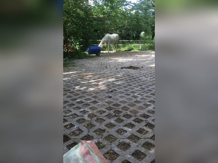Gartengrundstück Mietgarten Pferde Offenstall Tierhaltung Anbau Gartengrundstück Mietgarten Pferde Offenstall Tierhaltung Anbau