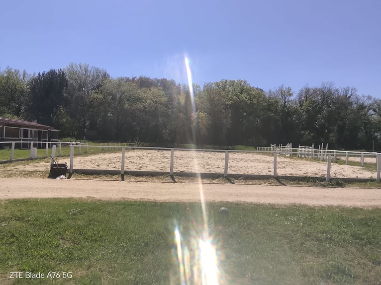Location à louer dans une ferme d’élevage de poneys et de chevaux