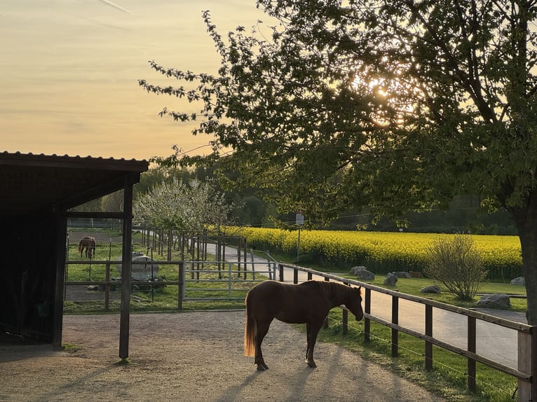 Moderne Reitanlage hat Aktivstallplätze frei! Im Sommer 24-Stunden-Weide