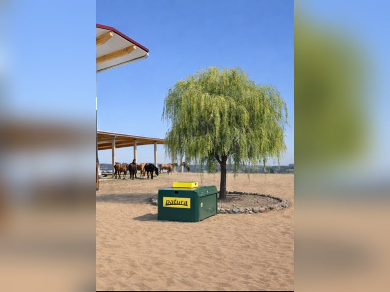 Nouvelle construction d’un box moderne prévue pour mai 2026, ainsi que l’établissement existant avec