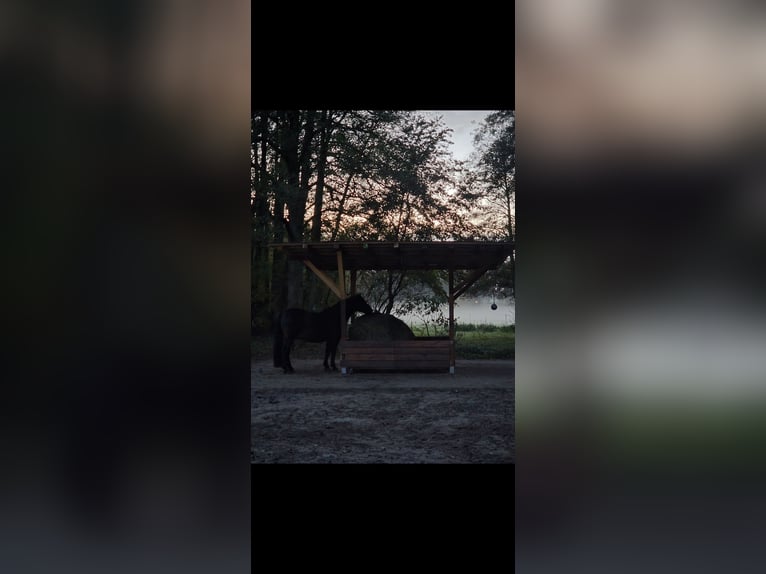 Stallplatz Offenstall/Trail/Aktivstall