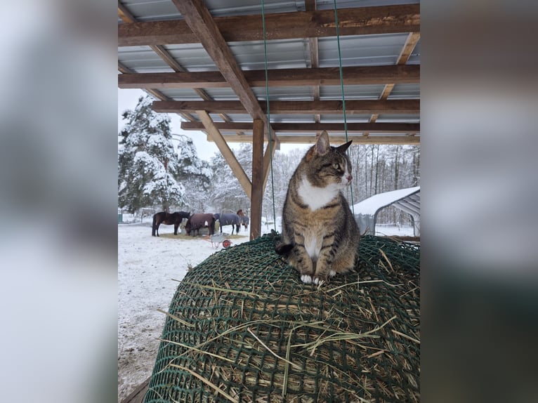 Stallplatz Offenstall/Trail/Aktivstall