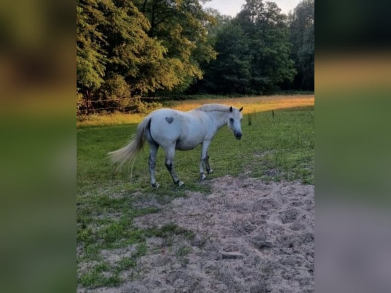Stallplatz Offenstall/Trail/Aktivstall