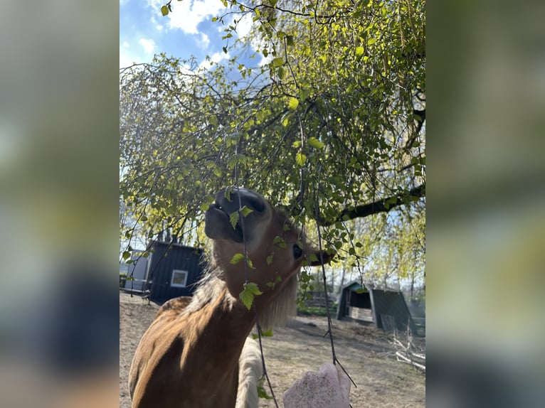 1 à 2 places disponibles dans le box en paddock collectif