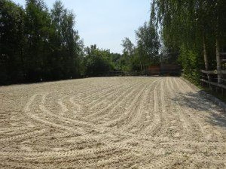 1 à 4 places disponibles dans un pensionnat familial en paddock ouvert, au sein d’un petit groupe mi