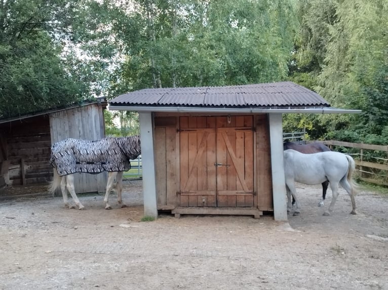 1 à 4 places disponibles dans un pensionnat familial en paddock ouvert, au sein d’un petit groupe mi