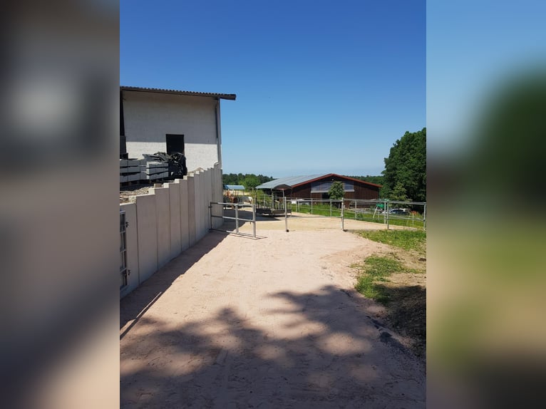 1 Offenstallplatz in Künzell ab April frei I Reithalle vorhanden