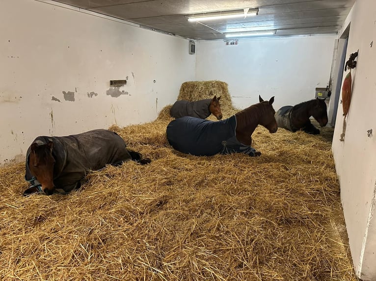 1 Offenstallplatz in Künzell ab April frei I Reithalle vorhanden