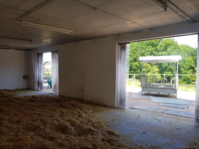 1 Offenstallplatz in Künzell ab April frei I Reithalle vorhanden