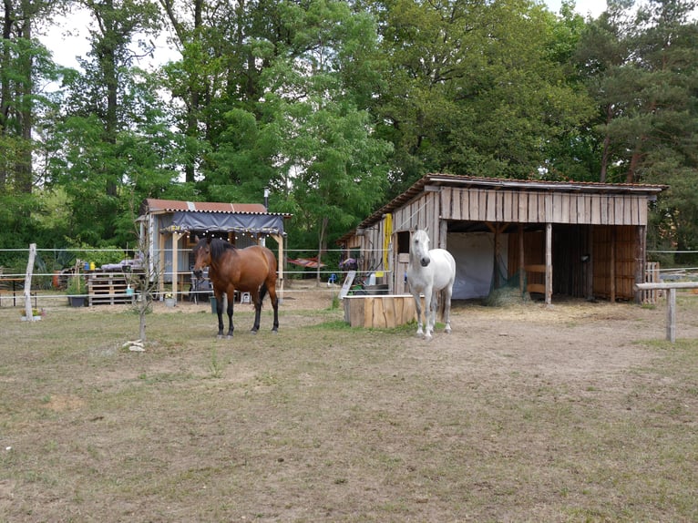 1 Offenstallplatz (Wallach) frei – idyllische Naturkoppel am Waldrand mit Unterständen und Roundpen