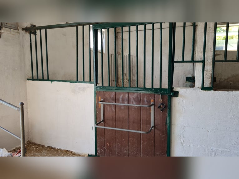 1 Platz im Offenstall für kleines Pferd oder Pony in Böheimkirchen zu vergeben 