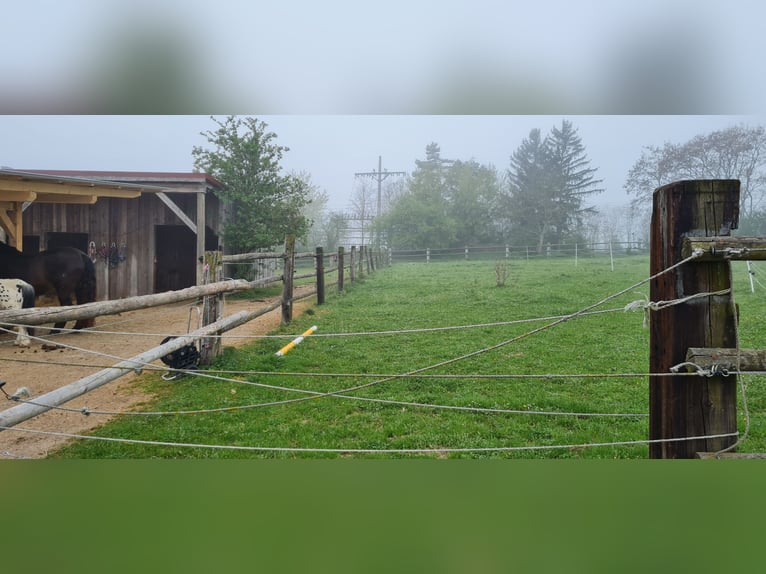 1 Platz im Offenstall für Kleinpferd oder Pony in Böheimkirchen zu vergeben 