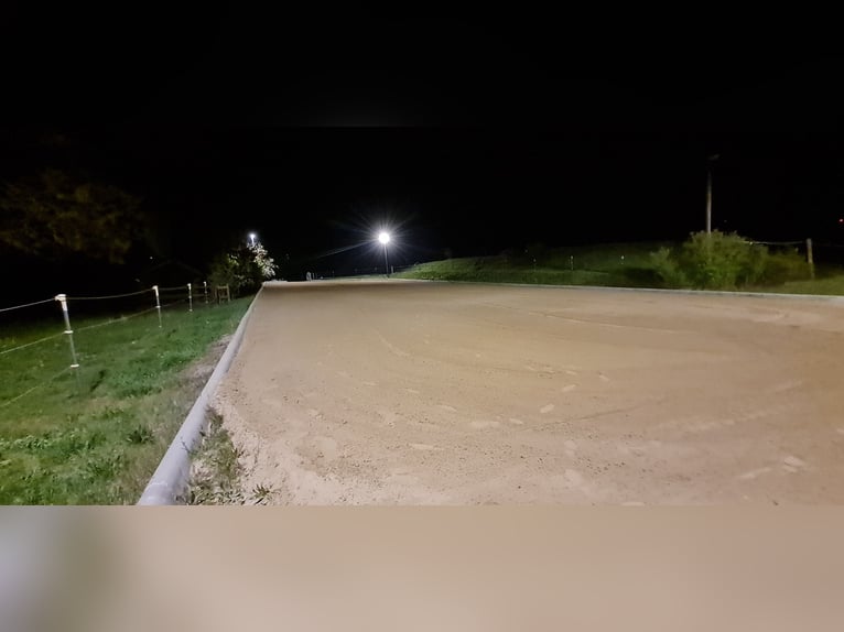 1 Platz im Offenstall für Kleinpferd oder Pony in Böheimkirchen zu vergeben 