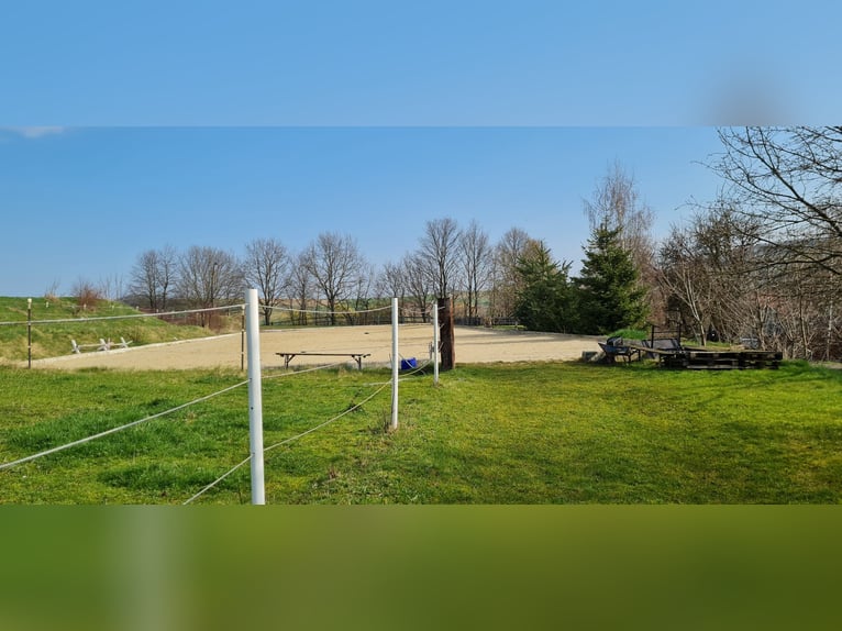 1 Platz im Offenstall für Kleinpferd oder Pony in Böheimkirchen zu vergeben 