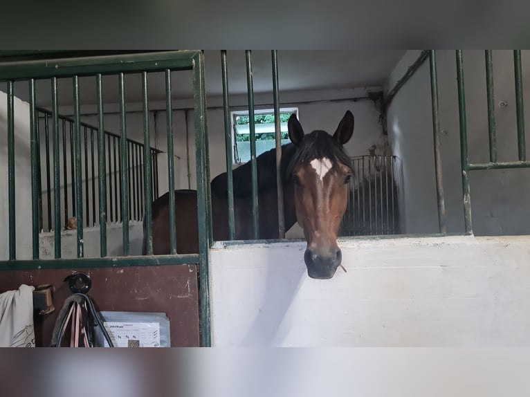 1 Platz im Offenstall für Kleinpferd oder Pony in Böheimkirchen zu vergeben 