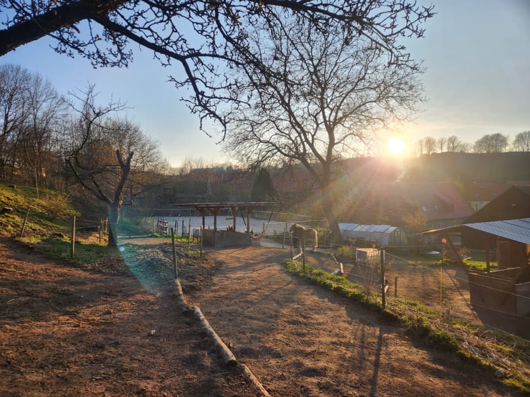 2-3 paddocks, pasture land, and stable space available.
