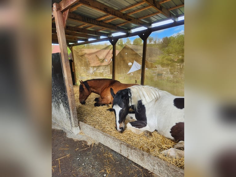 2-3 paddocks, pasture land, and stable space available.