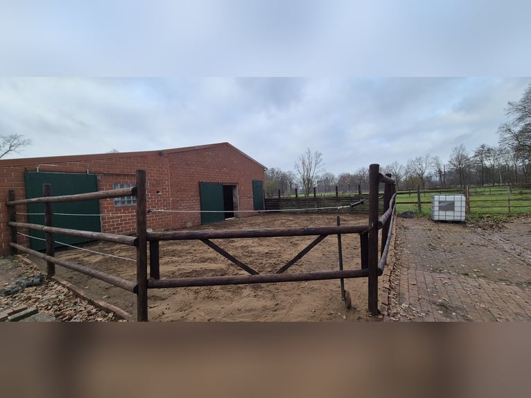 2-3 Plätze in einem Offenstall auf Selbstversorgerbasis zu vergeben 