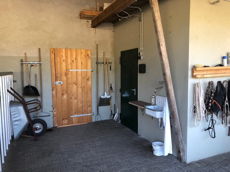 2 places en paddock extérieur pour chevaux allergiques ou retraités (génisses)