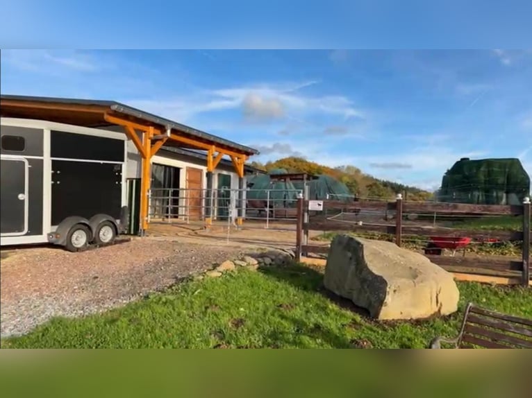 2 places en paddock extérieur pour chevaux allergiques ou retraités (génisses)