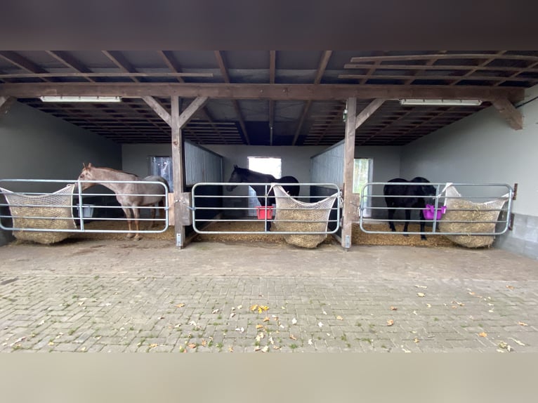 2 places en paddock libre