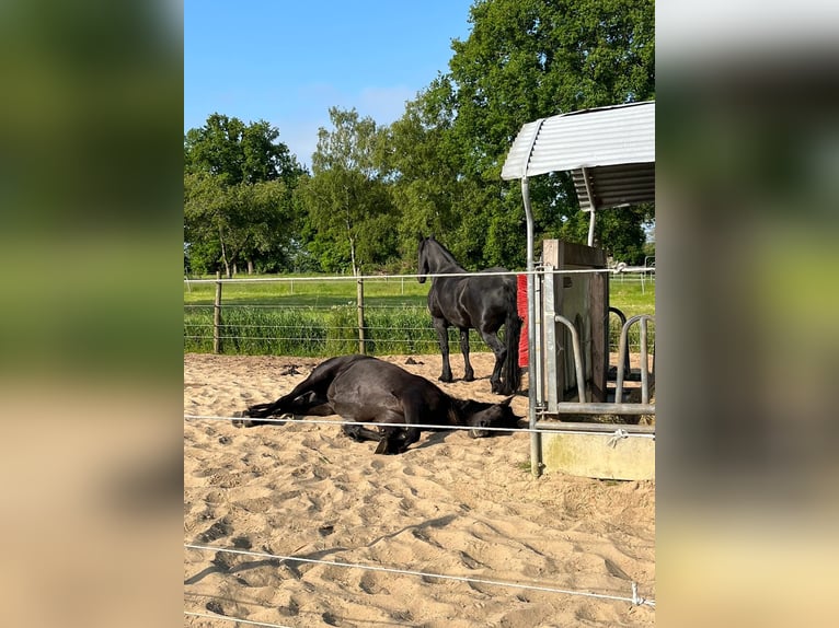 2 places en paddock libre