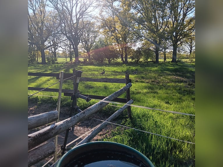 2 places en paddock pour jument islandaise ou poney en Appen-Etz