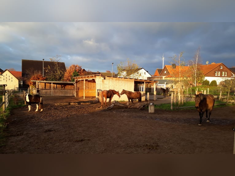 Ab Frühling'25 sind 2freie Wallachplätze im gepflegten Offenstall zu vergeben.