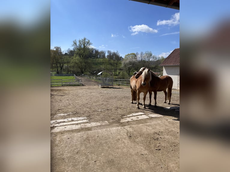 Belle pension pour hongres