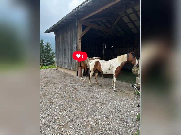 Biete Einstellplatz an im Offenstall