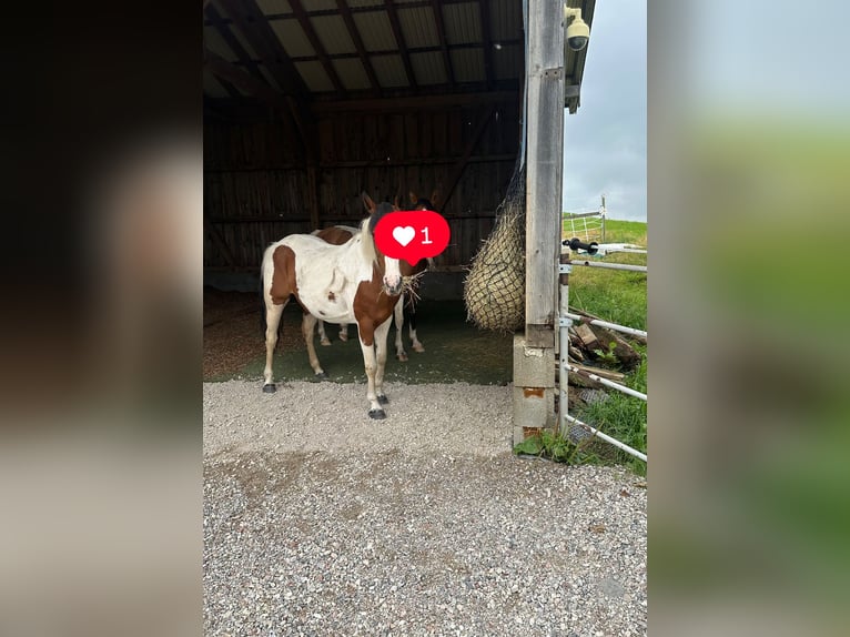 Biete Einstellplatz an im Offenstall