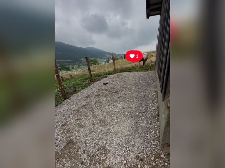 Biete Einstellplatz an im Offenstall