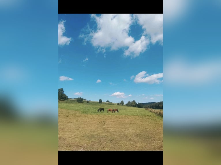 Box à aire ouverte disponible (pour 3-4 chevaux)