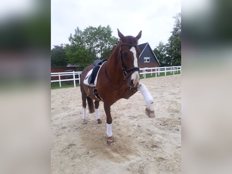 Box à aire ouverte et pâturage pour hongres en bord de mer