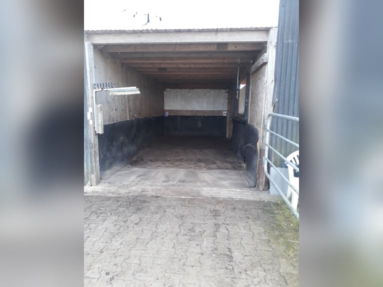 Box à aire ouverte et pâturage pour hongres en bord de mer