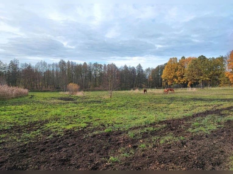 Box à ciel ouvert avec un petit ruisseau