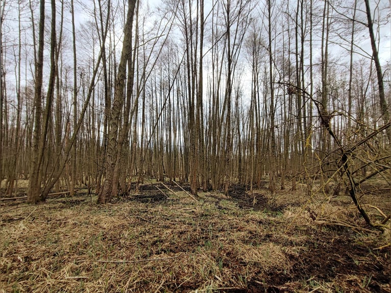 Box à ciel ouvert avec un petit ruisseau