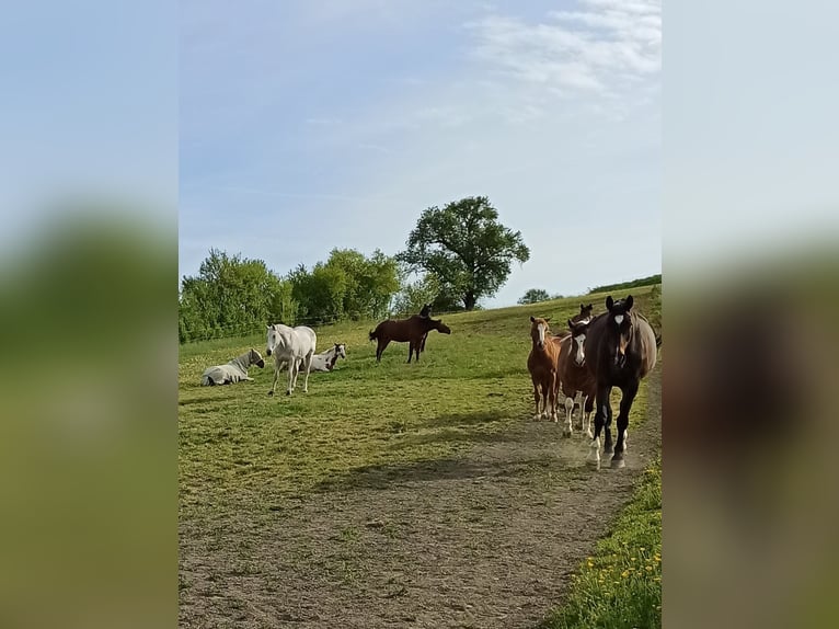 Box à ciel ouvert - Pâturage pour hongre, jeune étalon ou étalon d'étalonnage